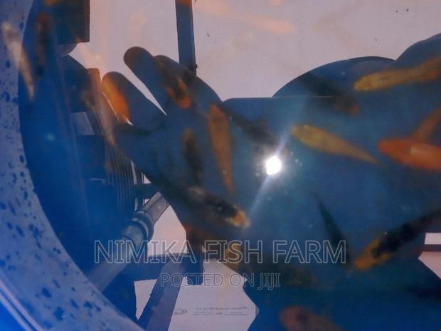 Koi Fish at Wholesale - thumbnail 5