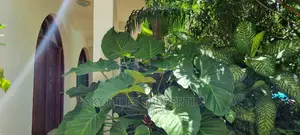3bdrm Apartment in La-Marina, Mtwapa for rent
