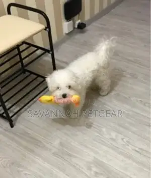 Squeaky Plush Toy for Cats and Dogs