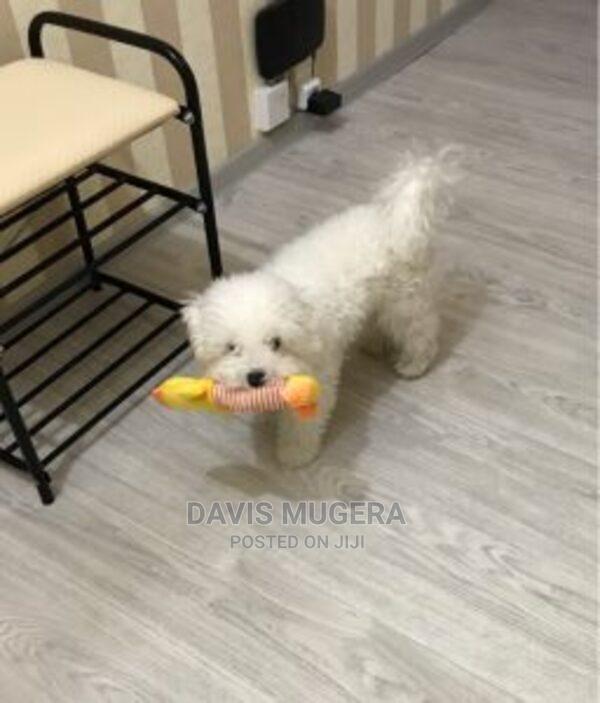 Squeaky Plush Toy for Cats and Dogs - thumbnail 2