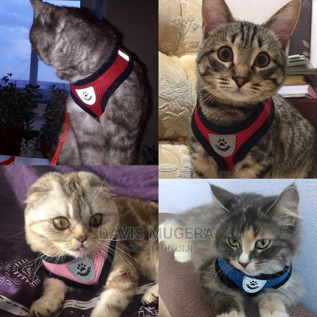 Explorer Comfy Cat Harness + Free Leash - thumbnail 3