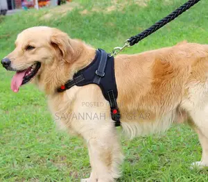 Padded Back Sports Big Dog Harness + Leash
