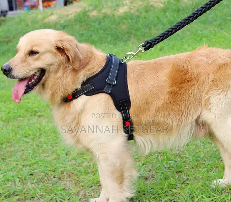 Padded Back Sports Big Dog Harness + Leash