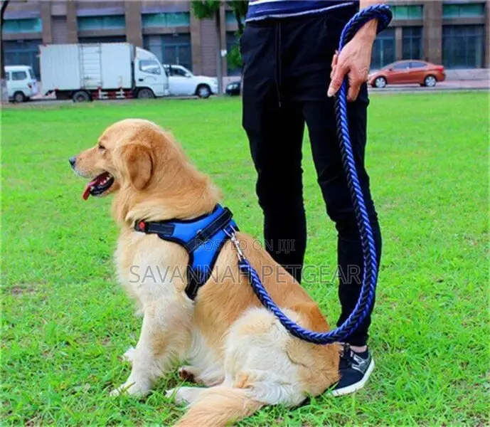 Padded Back Sports Big Dog Harness + Leash