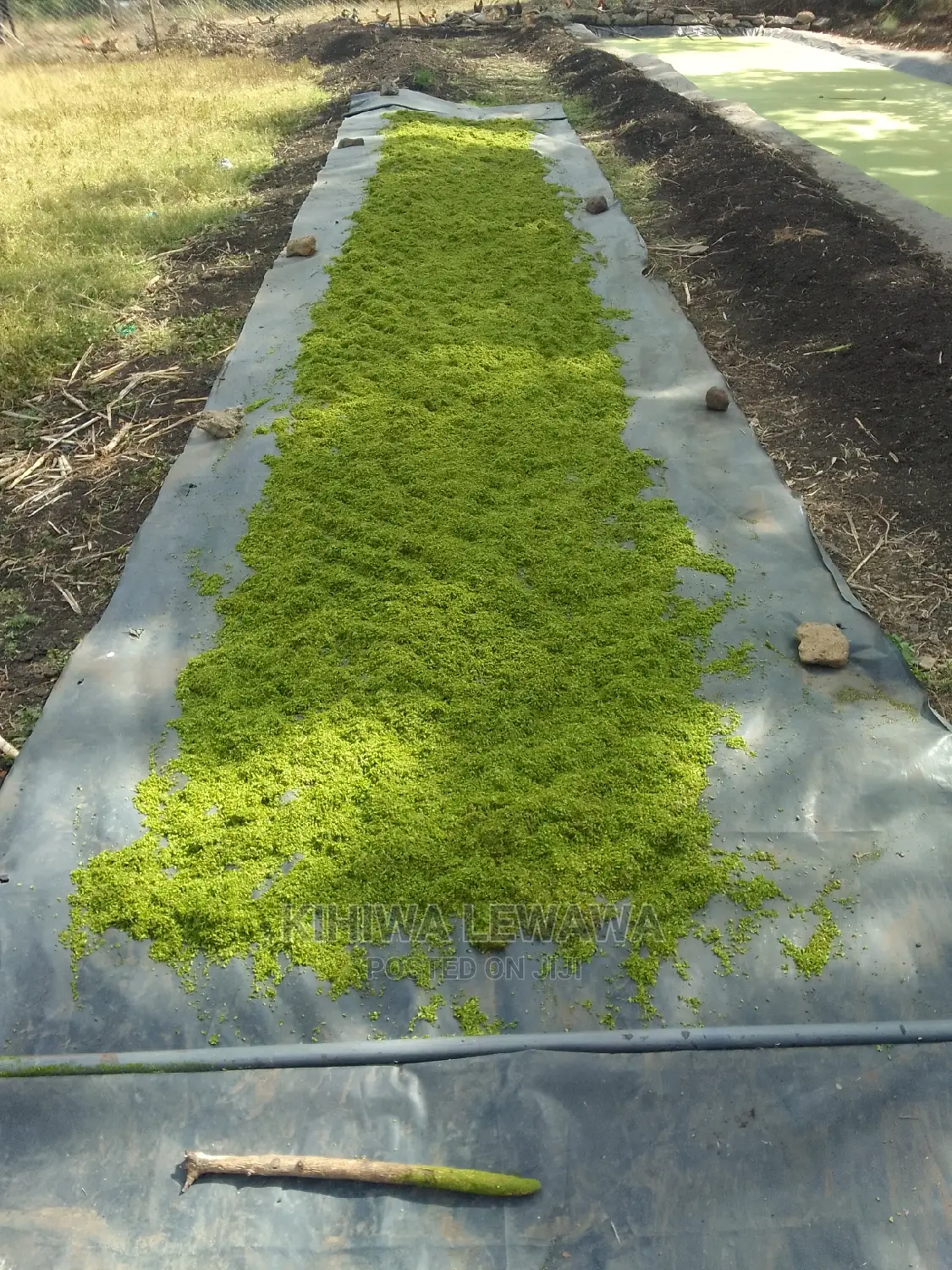 Duckweed.Azolla. High Protein Livestock Feed.