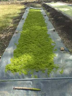 Duckweed.Azolla. High Protein Livestock Feed.