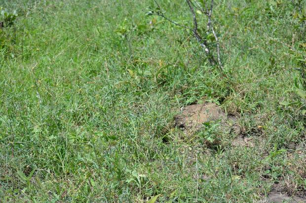 1 Acre - Land for Sale Nanyuki - thumbnail 14