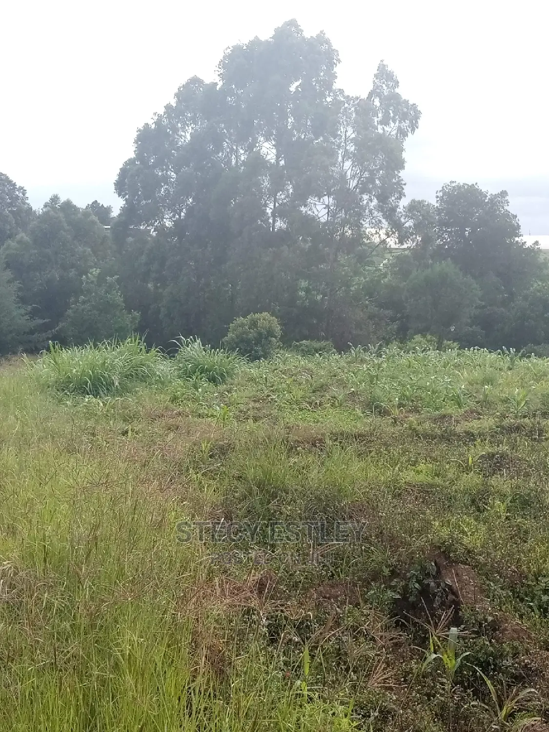 Virgin Land in Nyandarua Ol Kalau