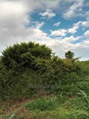 Virgin Land in Nyandarua Ol Kalau