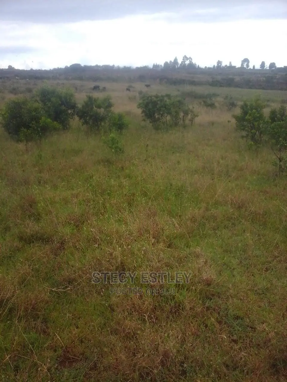 Virgin Land in Nyandarua Ol Kalau