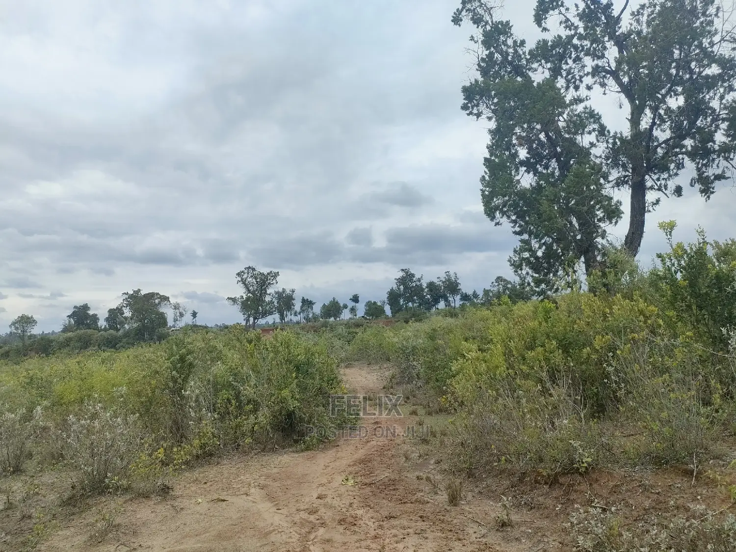 7 Acres Nanyuki/Delmonte