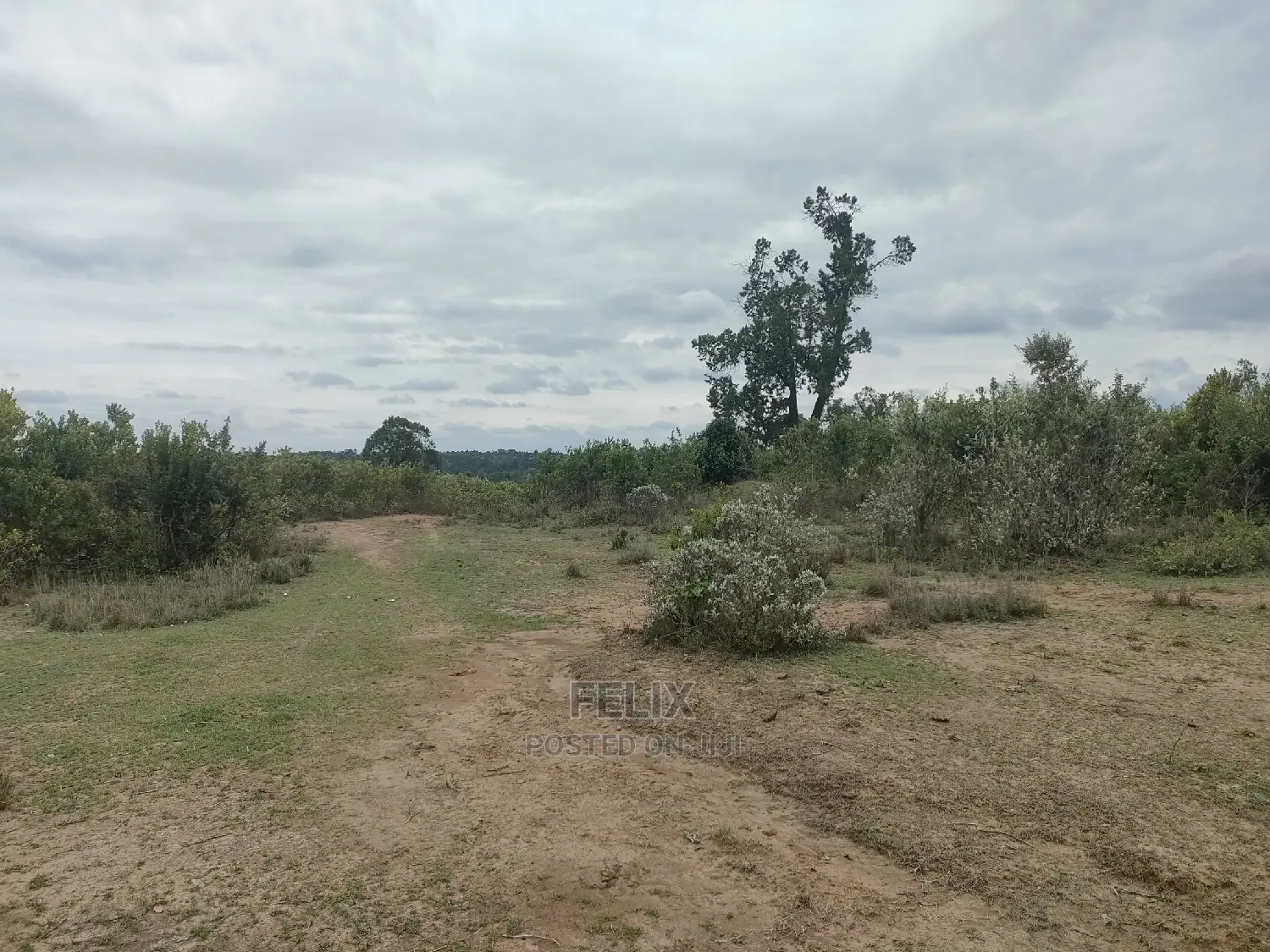 7 Acres Nanyuki/Delmonte