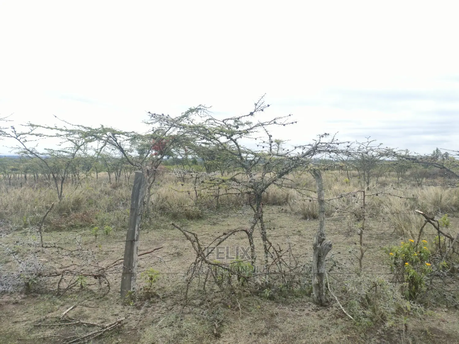 7 Acres Nanyuki/Delmonte