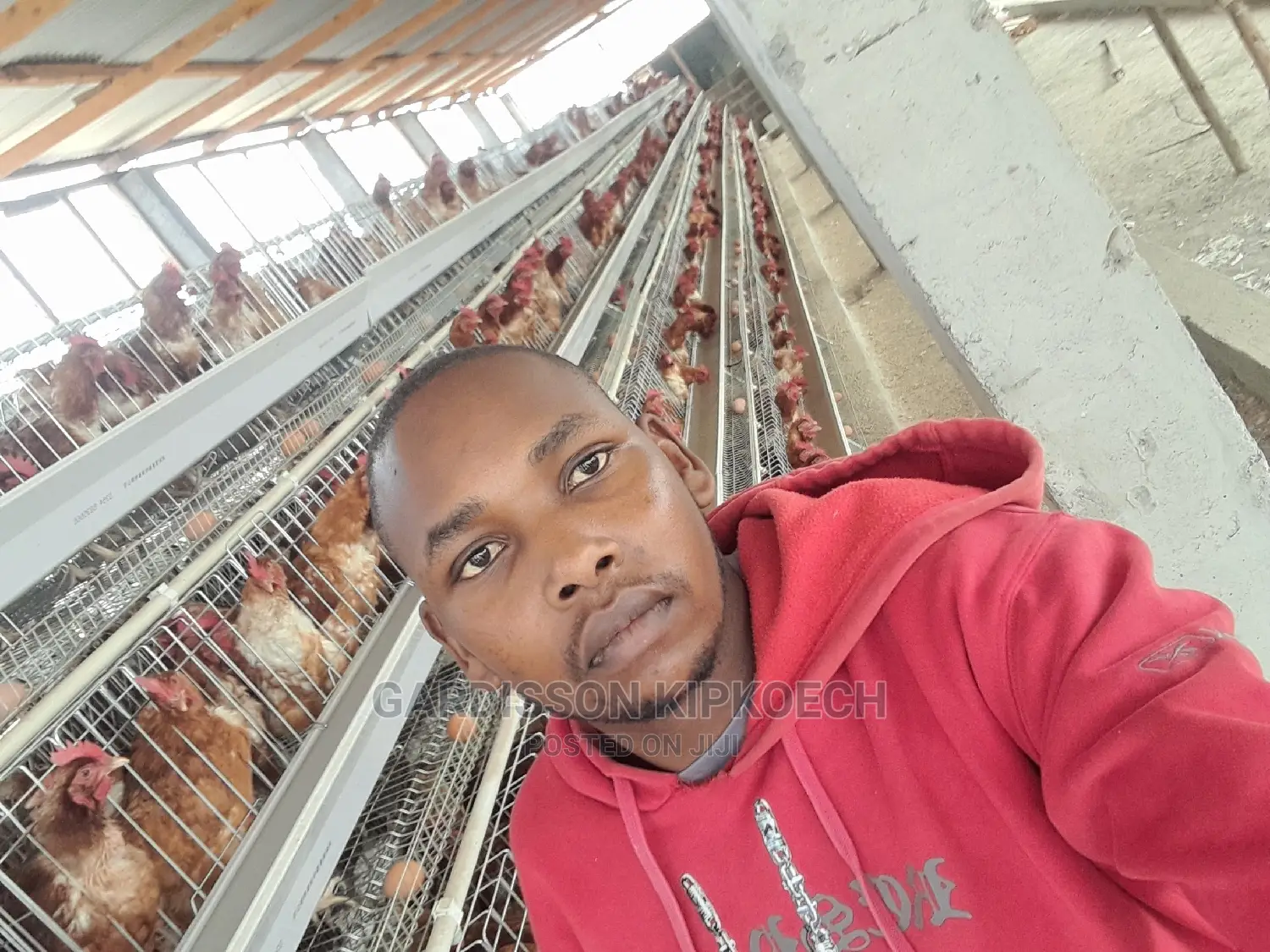 Good Chicken Cage
