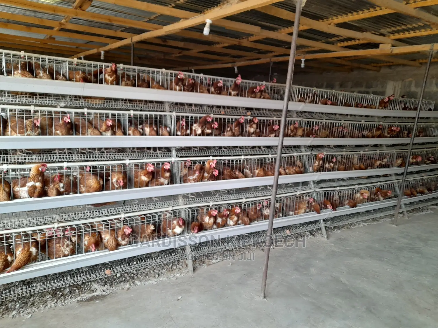 Good Chicken Cage
