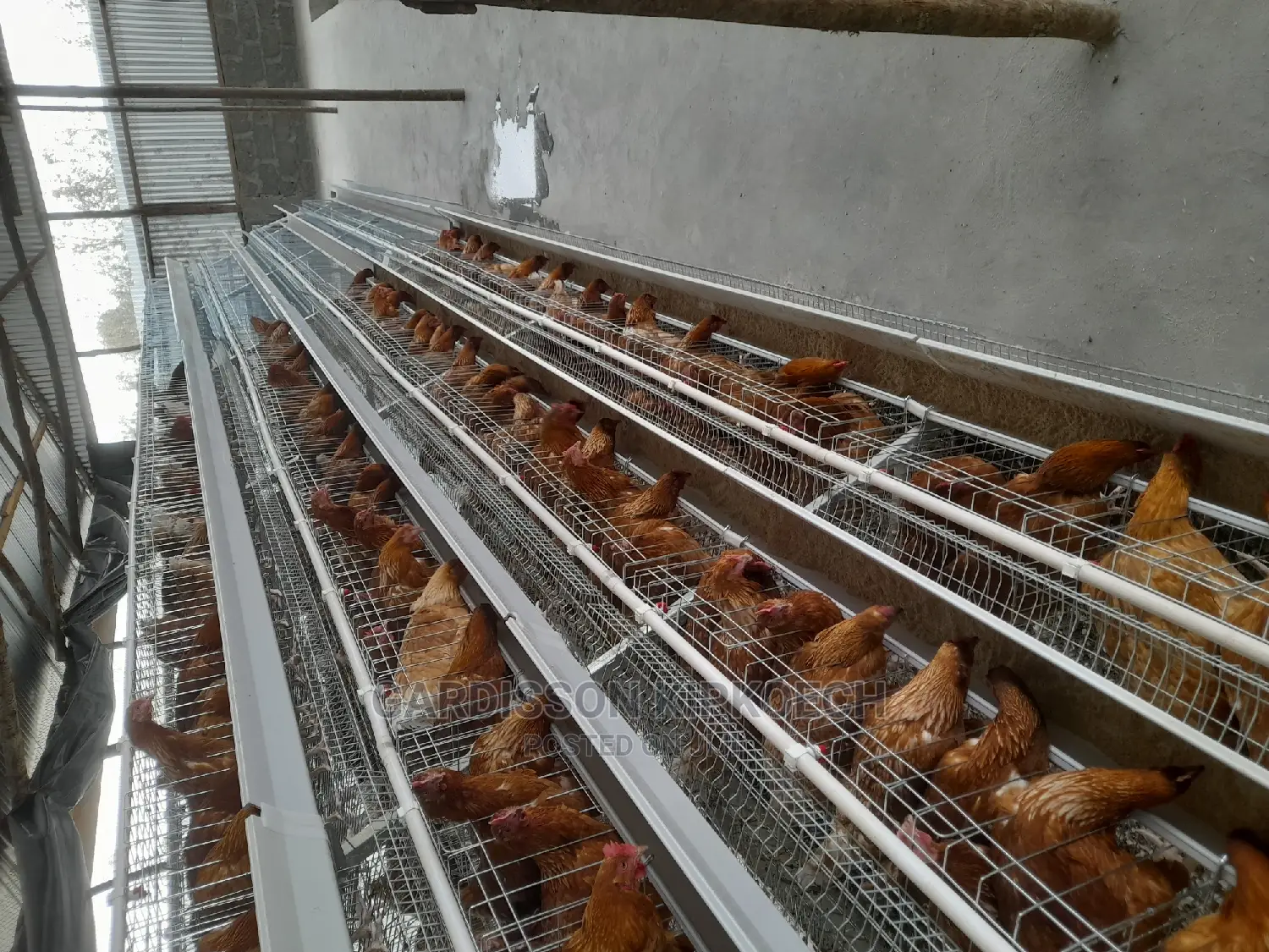 Good Chicken Cage