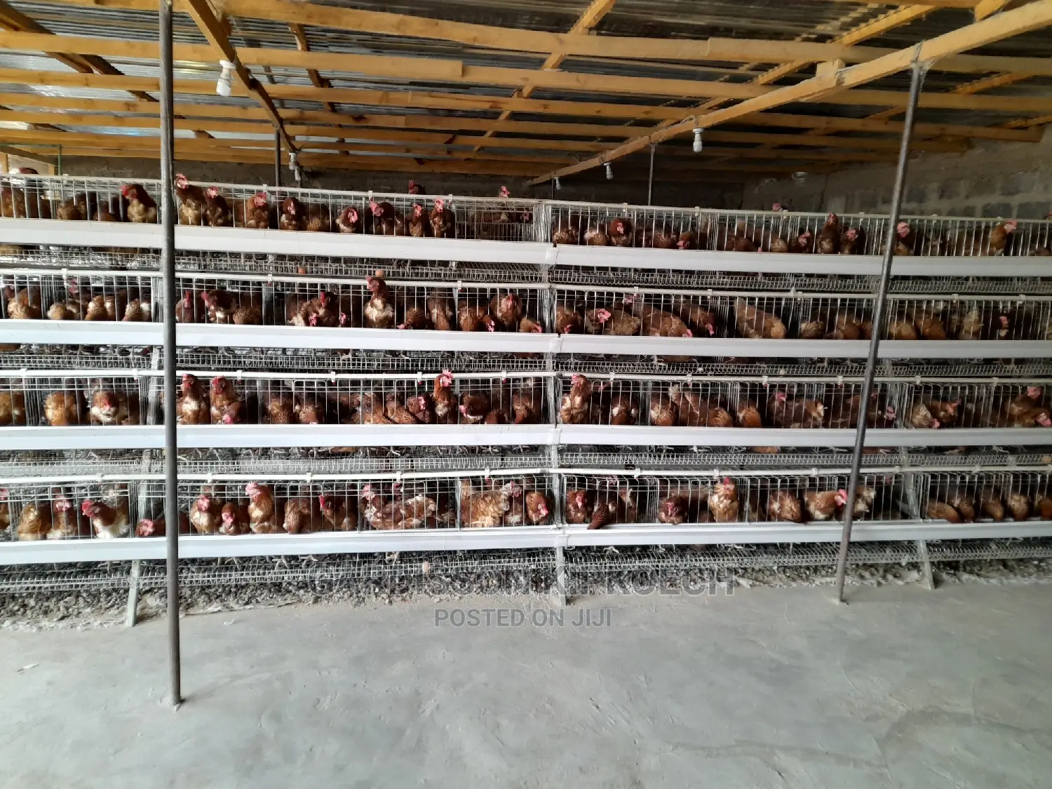 Good Chicken Cage