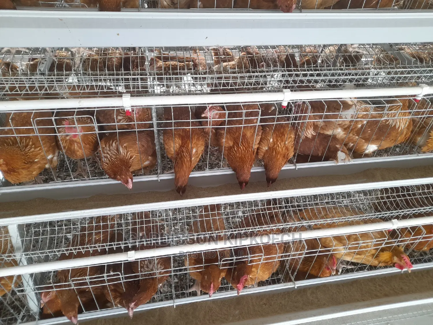 Good Chicken Cage