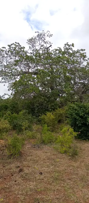 57 Acres in Lungalunga