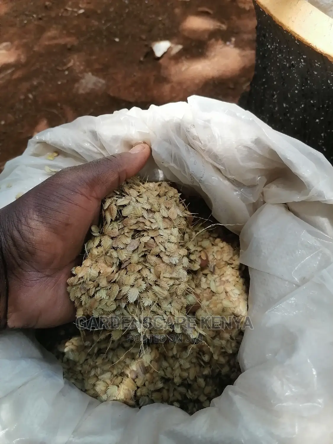 Maasai Love Grass Seeds