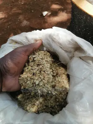Maasai Love Grass Seeds