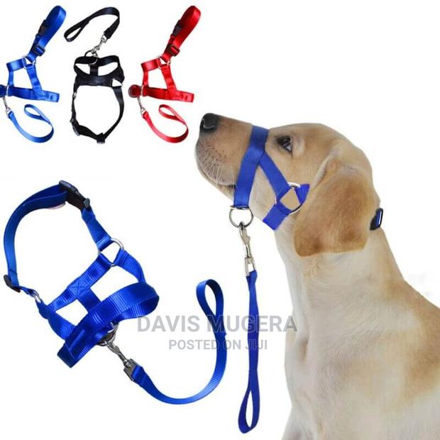 Halti Style Dog Head Collar Leash, No Pull Training, Light - main view