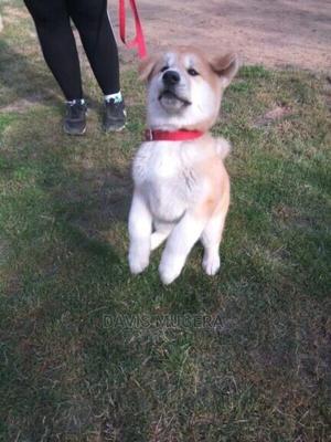 Quick Snap Buckle Light Dog Collar - thumbnail 2