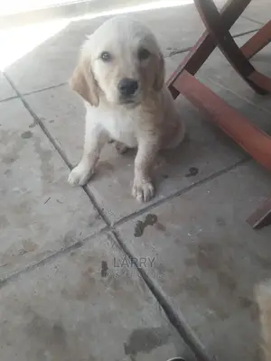 1-3 Months Male Purebred Golden Retriever