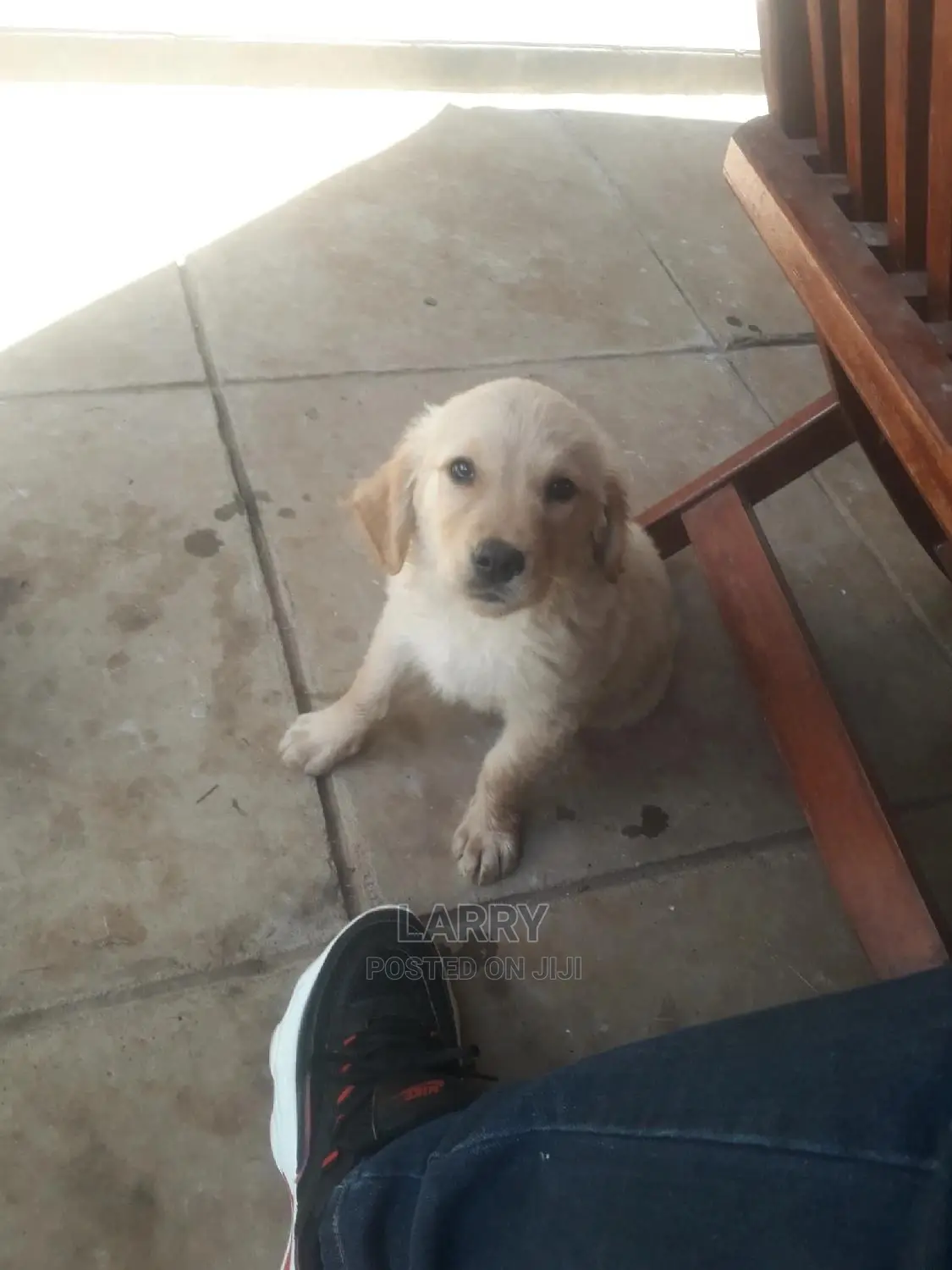 1-3 Months Male Purebred Golden Retriever