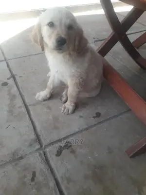 1-3 Months Male Purebred Golden Retriever