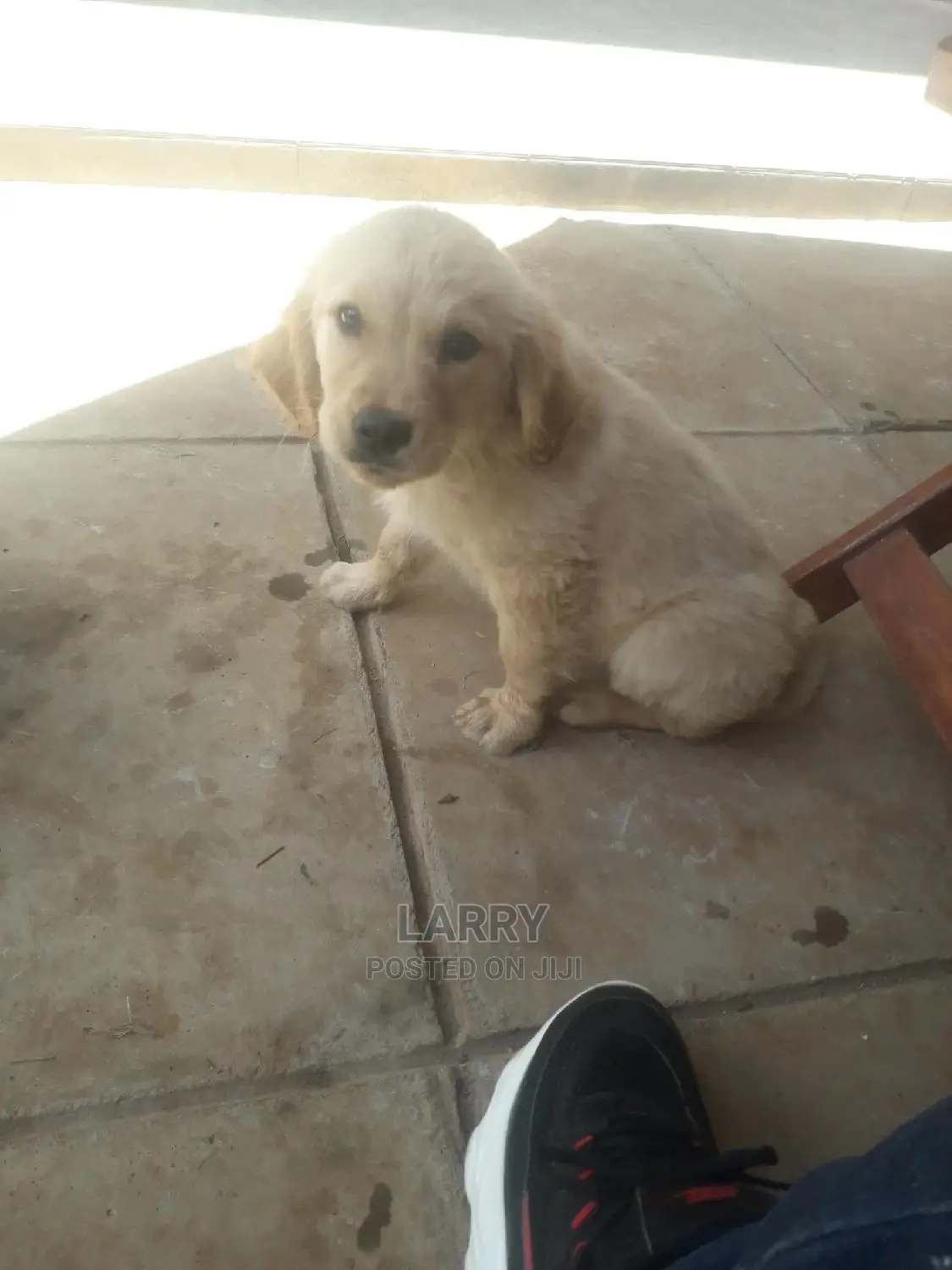 1-3 Months Male Purebred Golden Retriever