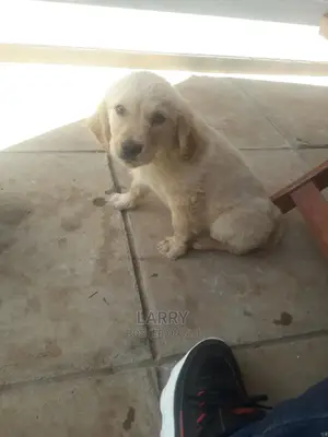 1-3 Months Male Purebred Golden Retriever