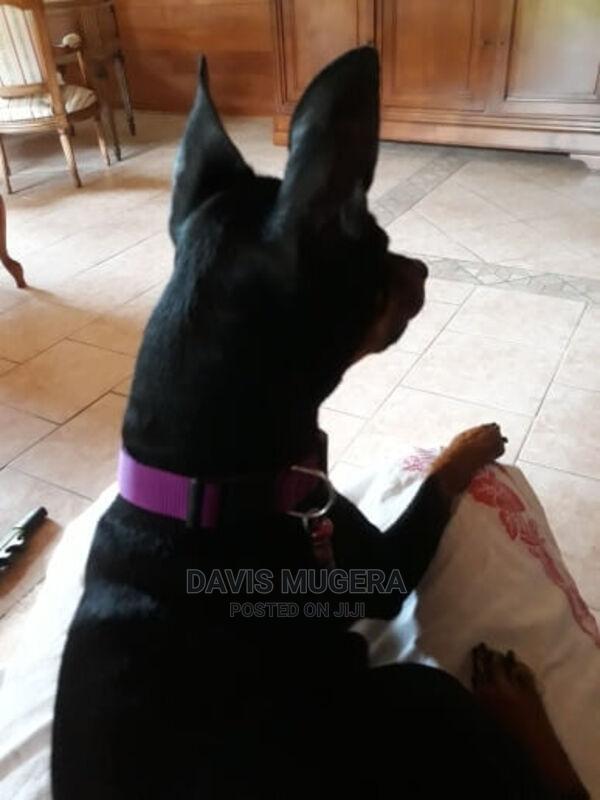 Quick Snap Buckle Light Dog Collar - thumbnail 4