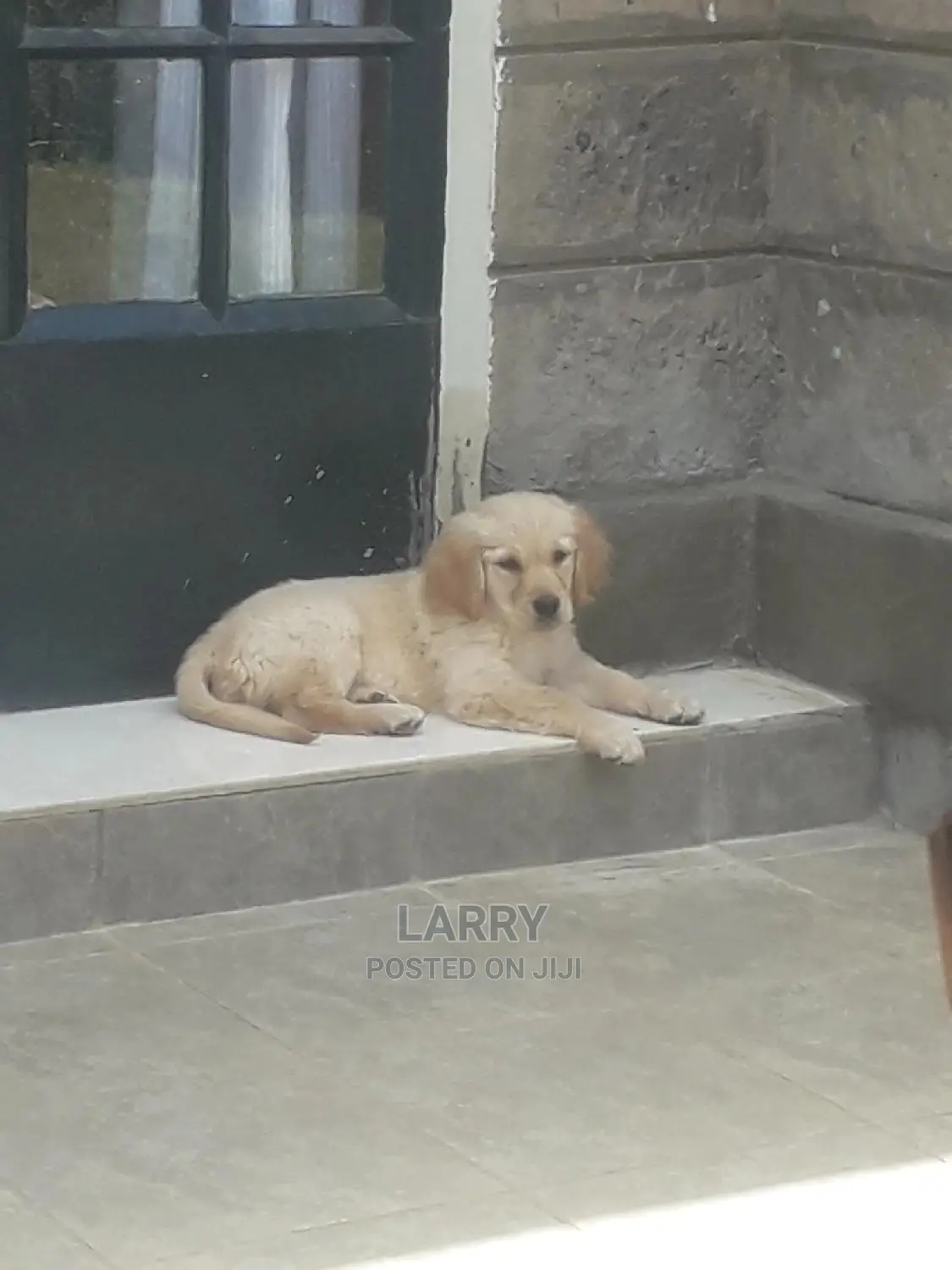 1-3 Months Male Purebred Golden Retriever