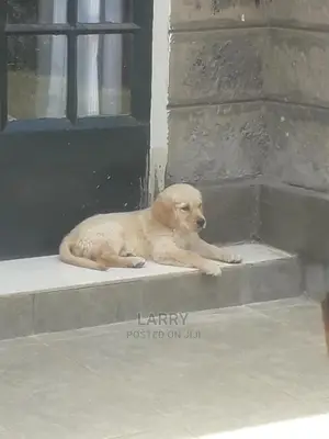 1-3 Months Male Purebred Golden Retriever