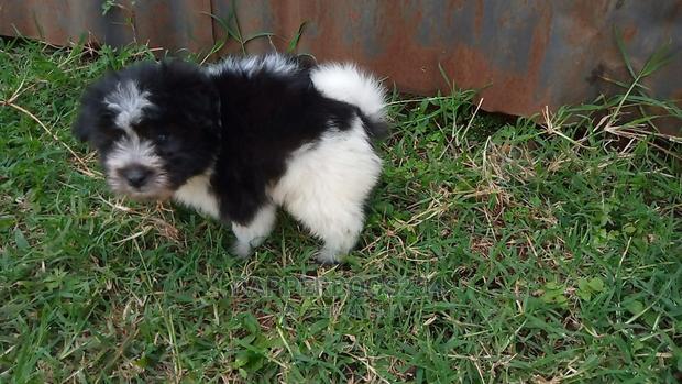 1-3 Months Male Purebred Havanese