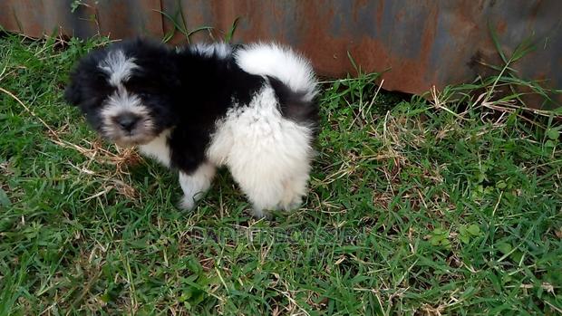 1-3 Months Male Purebred Havanese - thumbnail 2