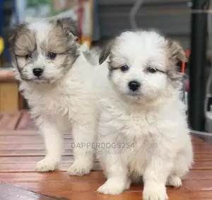 1-3 Months Male Purebred Havanese
