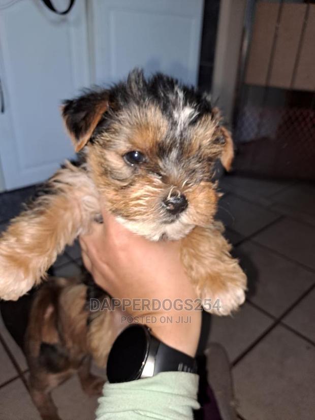 1-3 Months Male Purebred Yorkshire Terrier