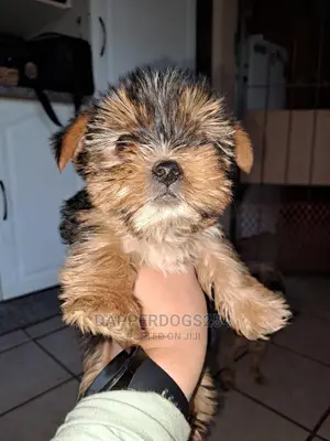 1-3 Months Male Purebred Yorkshire Terrier