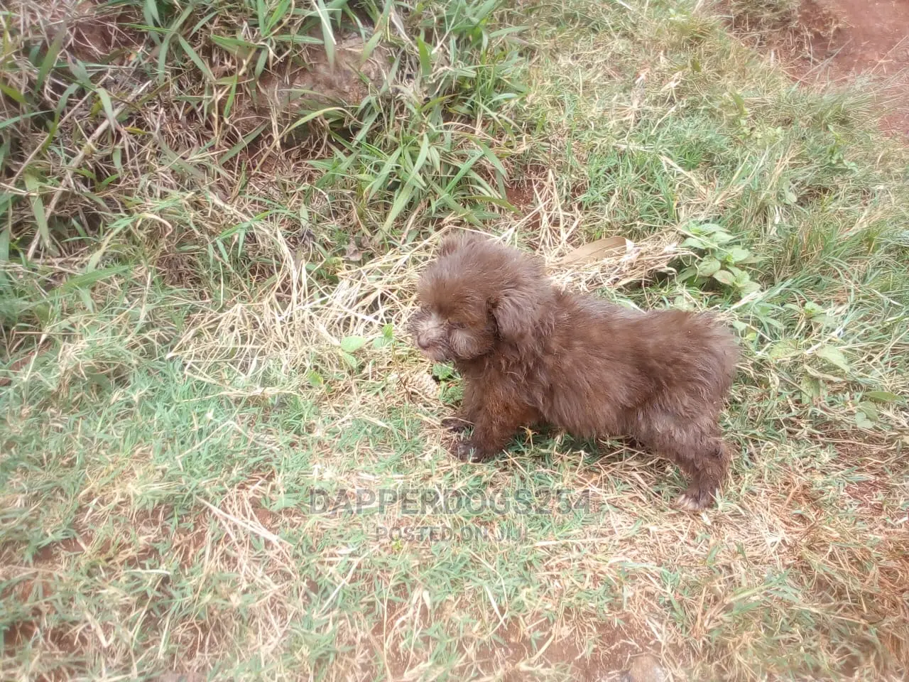 1-3 Months Female Purebred Havanese