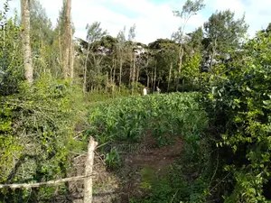 Ngong Muthaiga 1/4 Acre, Electricity Water on Site