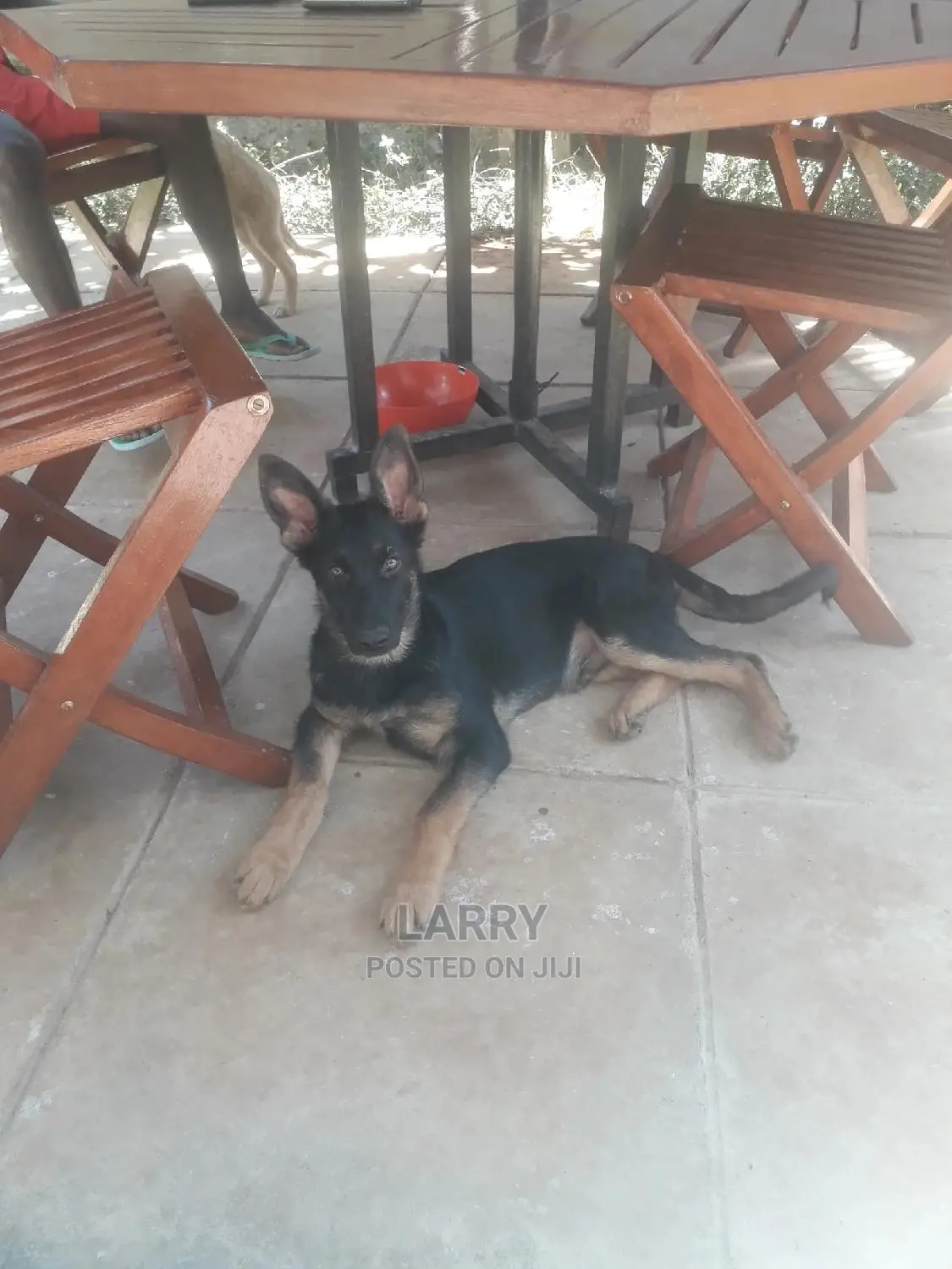 1-3 Months Male Purebred German Shepherd