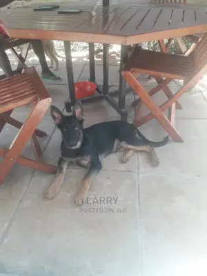 1-3 Months Male Purebred German Shepherd