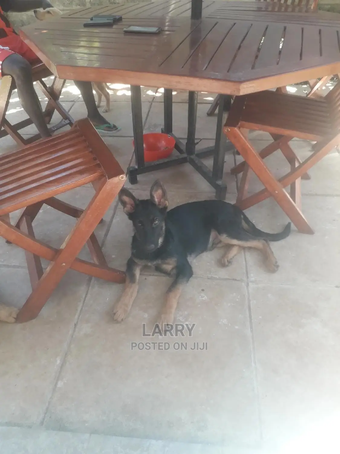 1-3 Months Male Purebred German Shepherd