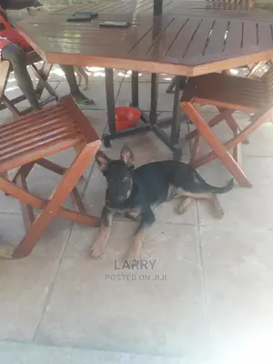 1-3 Months Male Purebred German Shepherd