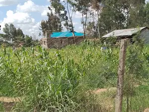 Very Prime Plots in Kasuku