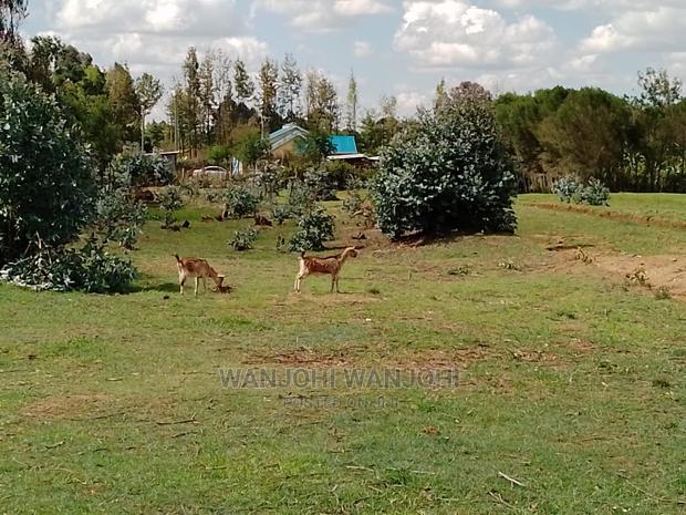 Very Prime Plots in Kasuku - thumbnail 7