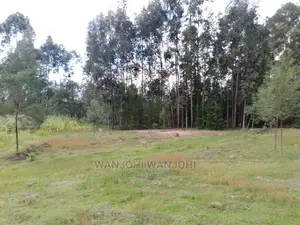 Prime Plots in Oljoro-Orok
