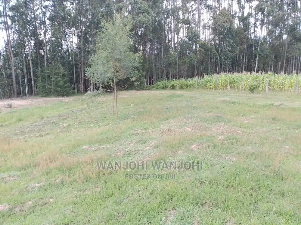 Prime Plots in Oljoro-Orok